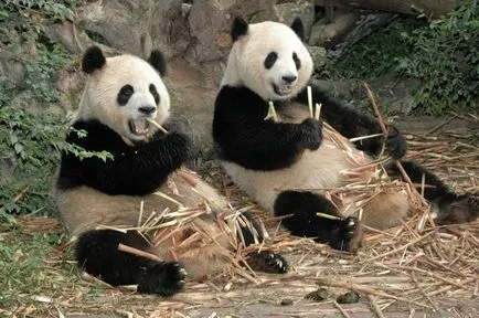 Panda - nagyon aranyos és imádnivaló állat a világon (fotók)