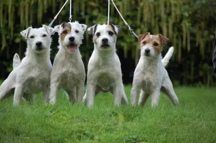 Istoria Parson Russell Terrier, standard si caracter al rasei (foto)