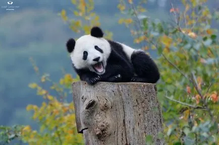 Panda - foarte drăguț și adorabil animale din lume (poze)