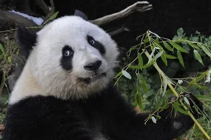 Panda - nagyon aranyos és imádnivaló állat a világon (fotók)