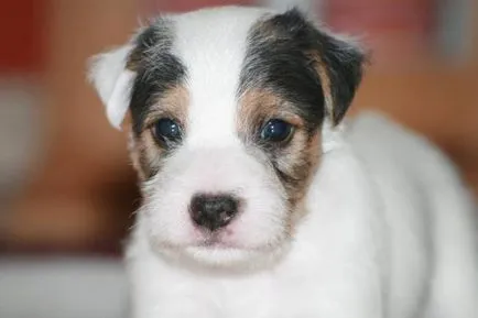 Istoria Parson Russell Terrier, standard si caracter al rasei (foto)