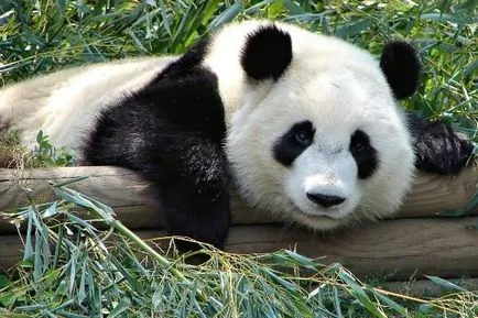 Panda fotografie amuzant