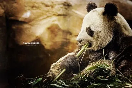 Panda - foarte drăguț și adorabil animale din lume (poze)