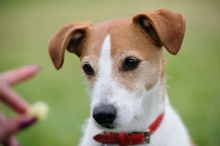 Istoria Parson Russell Terrier, standard si caracter al rasei (foto)