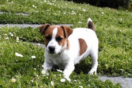 Istoria Parson Russell Terrier, standard si caracter al rasei (foto)