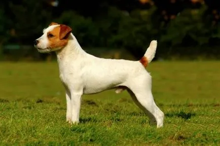 Istoria Parson Russell Terrier, standard si caracter al rasei (foto)