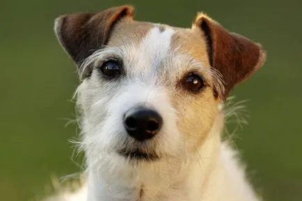 Istoria Parson Russell Terrier, standard si caracter al rasei (foto)