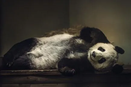 Panda - foarte drăguț și adorabil animale din lume (poze)