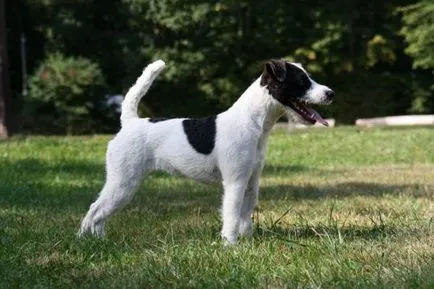 Istoria Parson Russell Terrier, standard si caracter al rasei (foto)