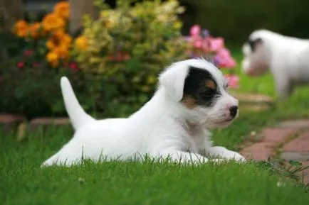 Istoria Parson Russell Terrier, standard si caracter al rasei (foto)