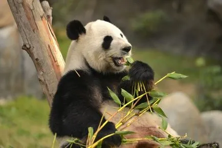 Panda - nagyon aranyos és imádnivaló állat a világon (fotók)