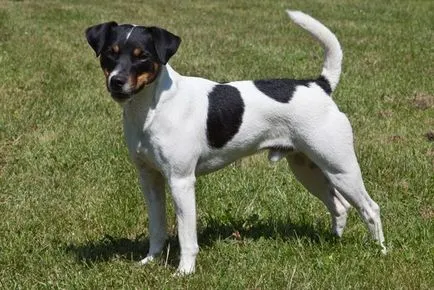 Istoria Parson Russell Terrier, standard si caracter al rasei (foto)