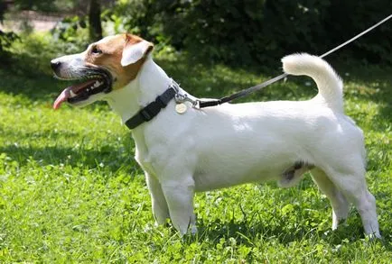 Descriere Parson Russell Terrier și caracteristicile rasei, fotografii, totul despre câini