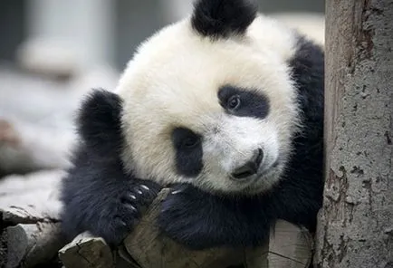 Panda fotografie amuzant