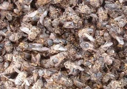 Bee Podmore produs cerere surprinzătoare