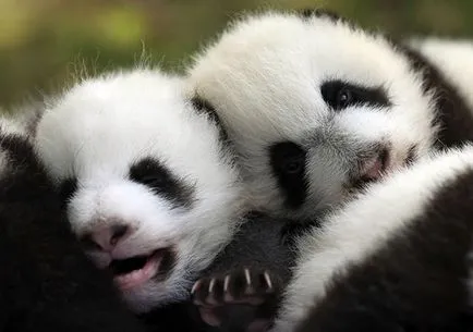 Panda fotografie amuzant