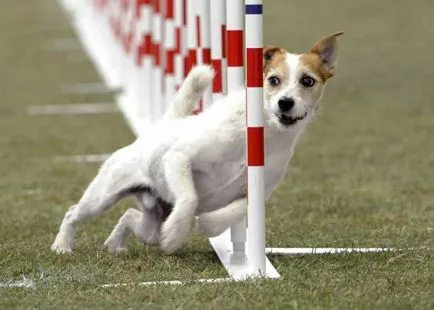 Istoria Parson Russell Terrier, standard si caracter al rasei (foto)