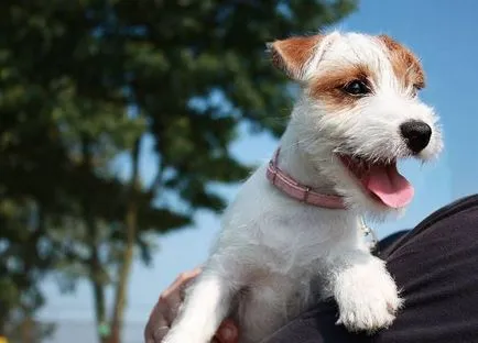 Istoria Parson Russell Terrier, standard si caracter al rasei (foto)