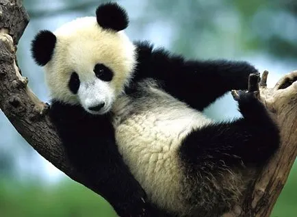 Panda fotografie amuzant