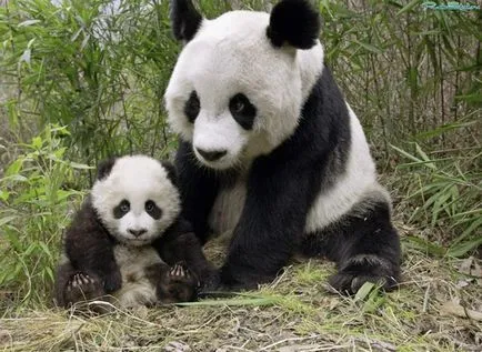 Panda fotografie amuzant