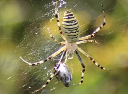 Spider с жълти ивици описание argiopy и опасност за хората
