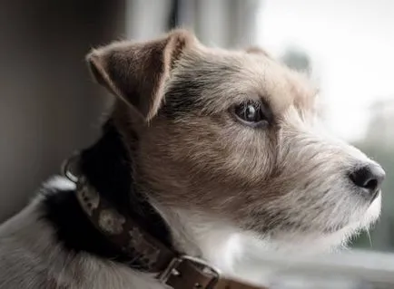 Istoria Parson Russell Terrier, standard si caracter al rasei (foto)