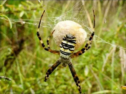 Spider cu descrierea dungi galbene argiopy și un pericol pentru om