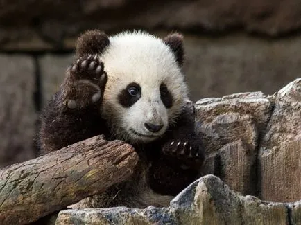 Panda - много сладък и очарователни животни в света (снимки)