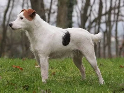 Istoria Parson Russell Terrier, standard si caracter al rasei (foto)