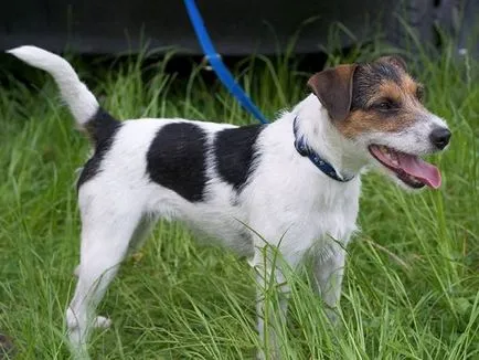 Istoria Parson Russell Terrier, standard si caracter al rasei (foto)