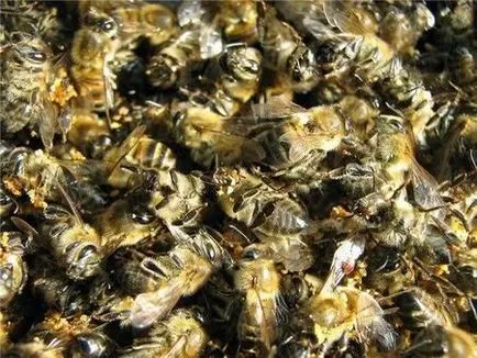 Bee Podmore produs cerere surprinzătoare