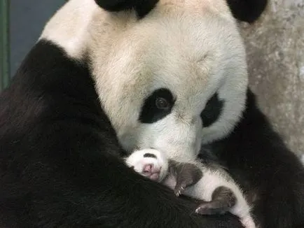 Panda fotografie amuzant