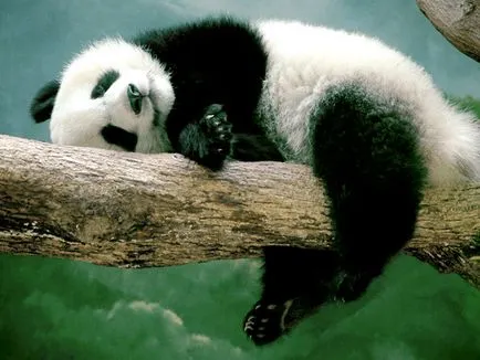 Panda fotografie amuzant