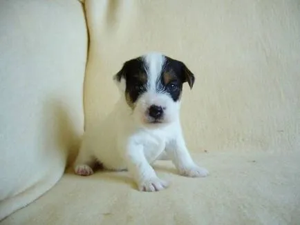 Istoria Parson Russell Terrier, standard si caracter al rasei (foto)