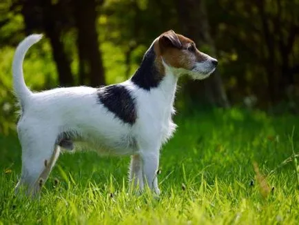 Istoria Parson Russell Terrier, standard si caracter al rasei (foto)