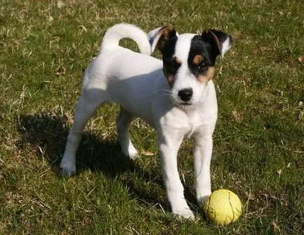 Istoria Parson Russell Terrier, standard si caracter al rasei (foto)