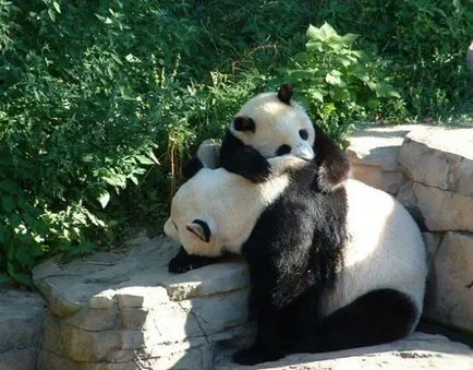 Panda fotografie amuzant