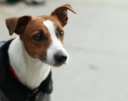 Istoria Parson Russell Terrier, standard si caracter al rasei (foto)