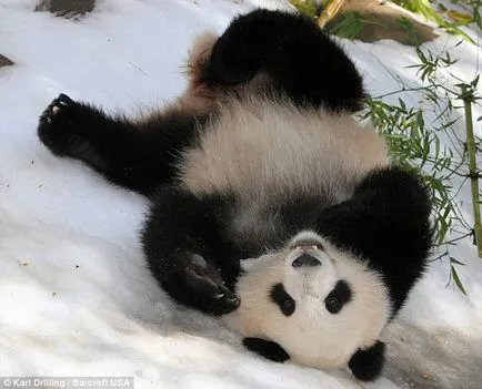 Panda fotografie amuzant