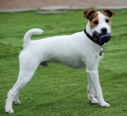 Istoria Parson Russell Terrier, standard si caracter al rasei (foto)