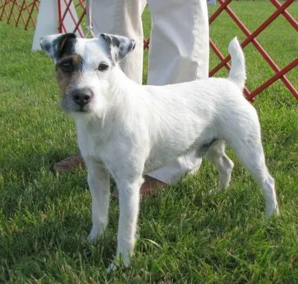 Istoria Parson Russell Terrier, standard si caracter al rasei (foto)