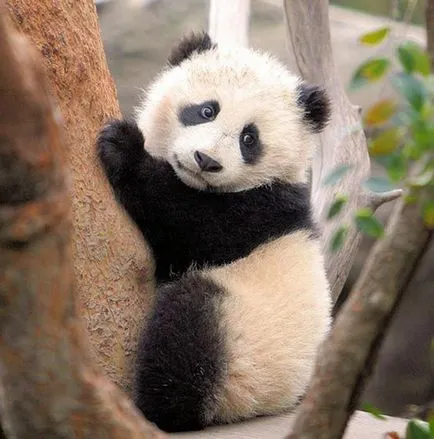 Panda fotografie amuzant