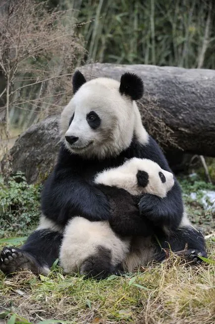 Panda fotografie amuzant