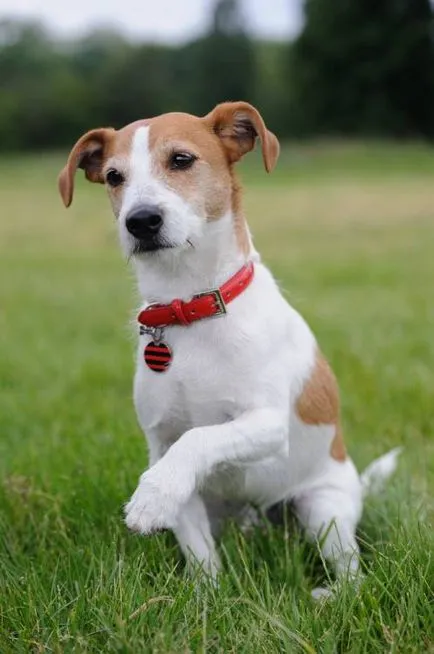 Istoria Parson Russell Terrier, standard si caracter al rasei (foto)