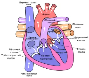 Introducere, inima sunete și inima - inima și sunetele care însoțesc activitatea inimii și a plămânilor