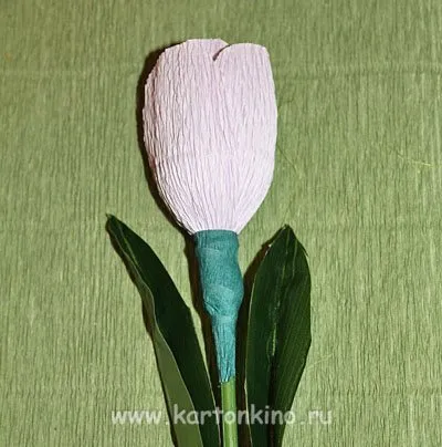 Köszöntő a tavaszi tulipán