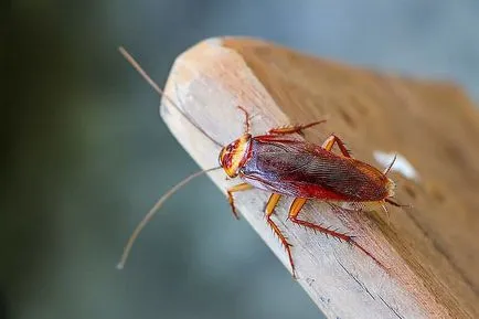 Întregul adevăr despre insectele de uz casnic în apartament! Pentru a lua măsuri urgente ... - sfaturi kopilochku