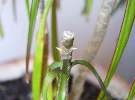 Mindent a növekvő és gondozó dracaena marginata