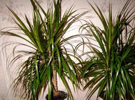 Mindent a növekvő és gondozó dracaena marginata