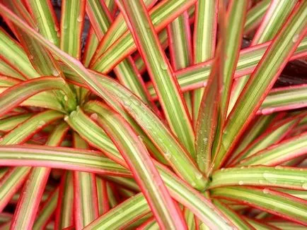 Mindent a növekvő és gondozó dracaena marginata